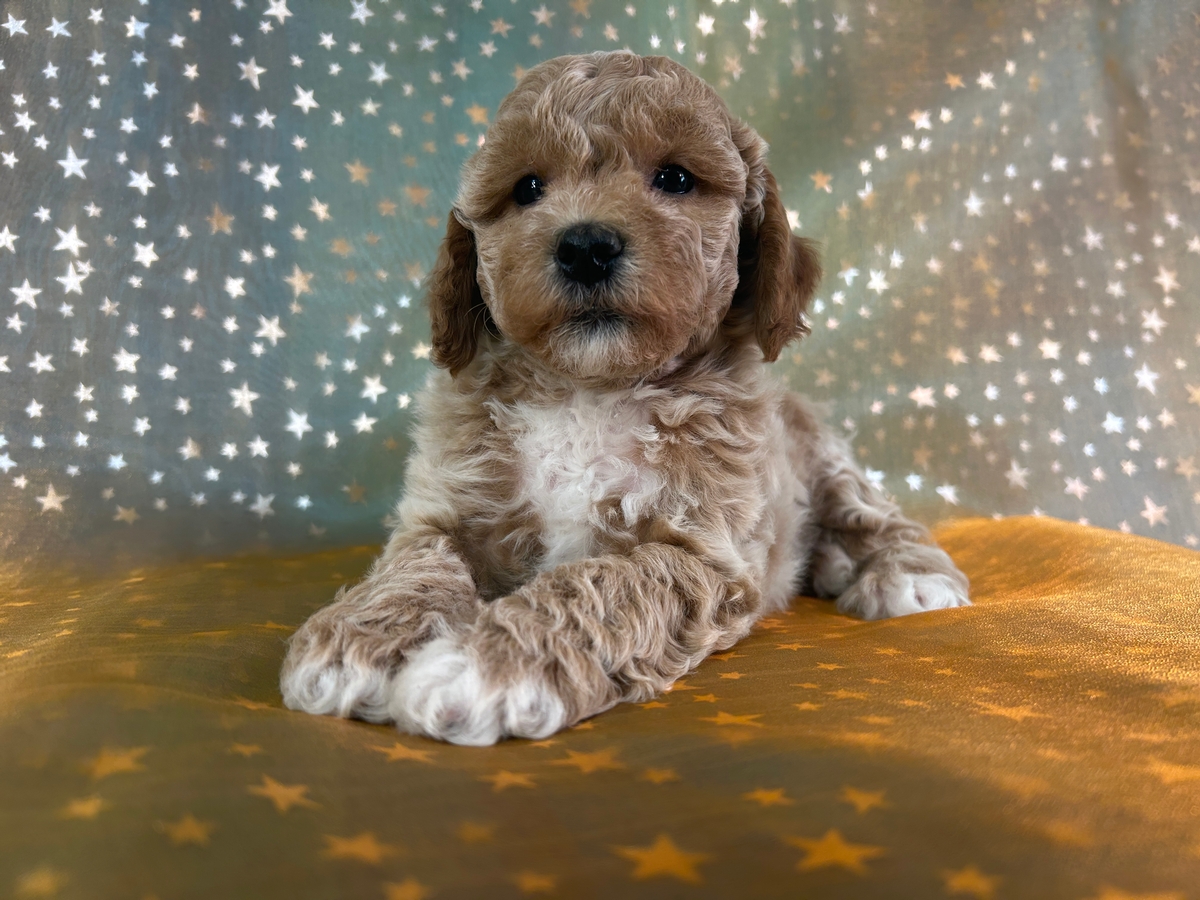 Female Bichon Poodle Puppy for Sale DOB 8-28-2025 $950